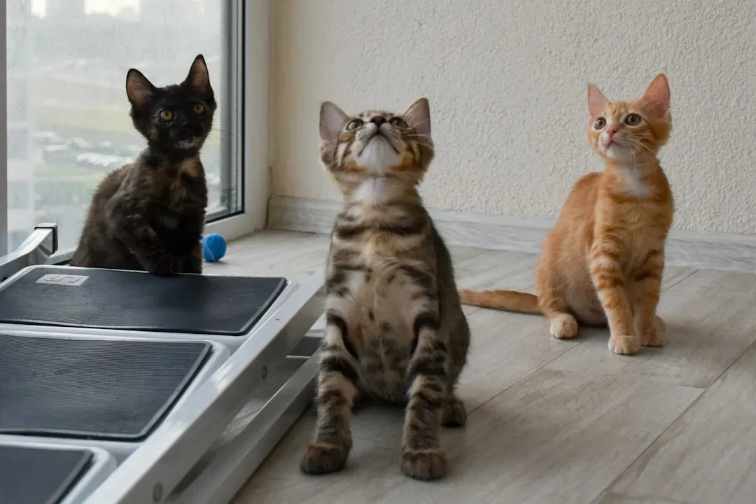 Availability and Backup Plans (Image Credits: Unsplash)