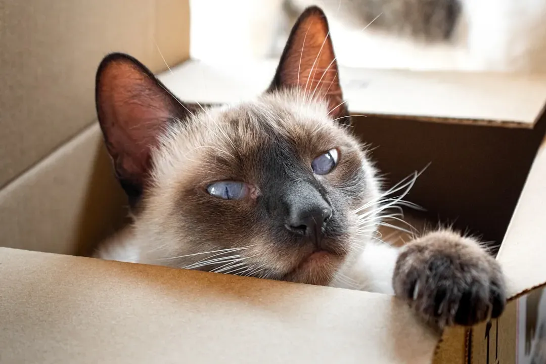 1. The Cardboard Box (Image Credits: Unsplash)