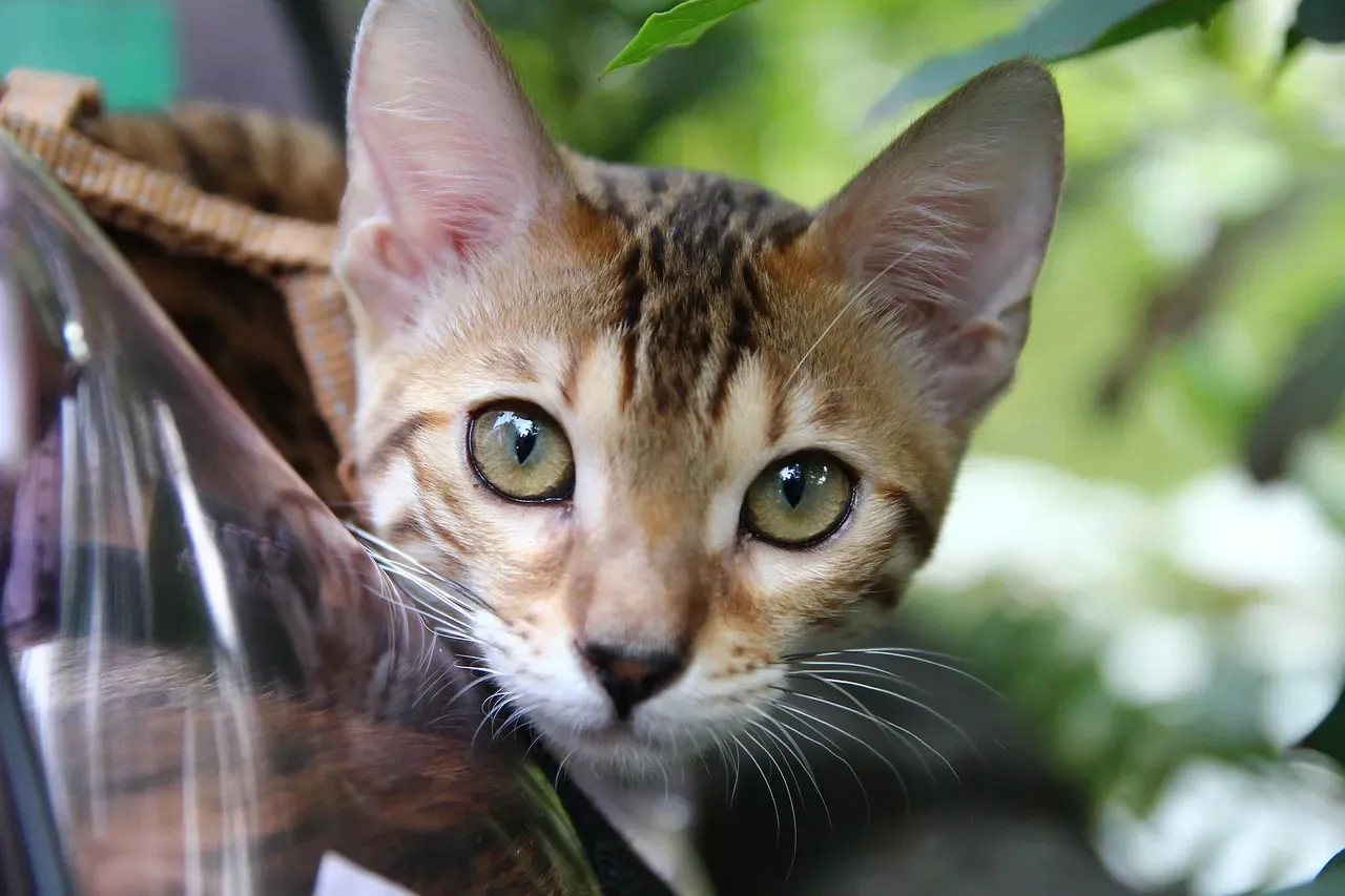 When Staring Is About Attention and Needs (Image Credits: Pixabay)