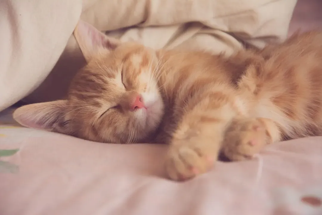 The Two Sleep Stages That Define Your Cat's Night (Image Credits: Unsplash)