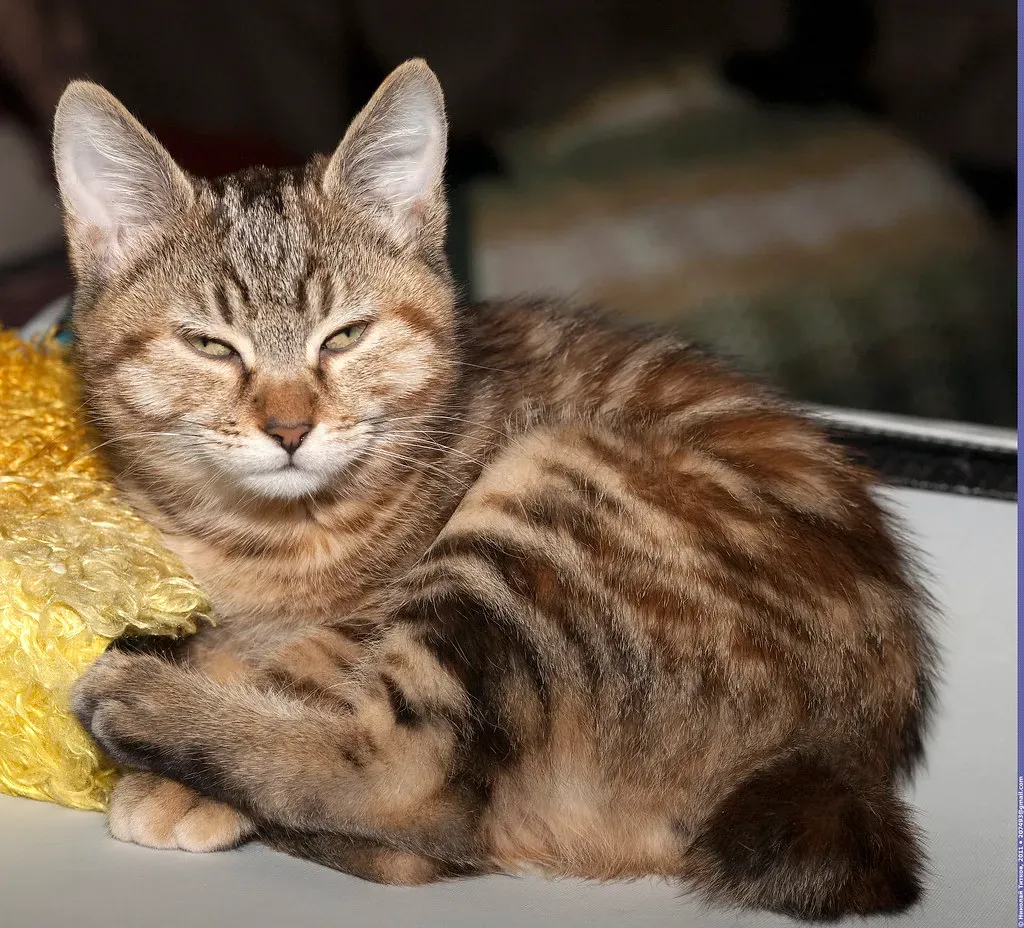 5. The Kurilian Bobtail: Russia's Pom-Pom Tail Wonder (Nickolas Titkov, Flickr, CC BY-SA 2.0)