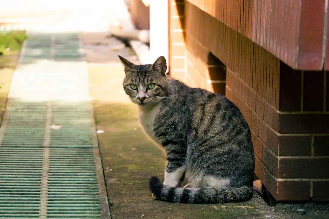 What Science Actually Says About the Stare (Image Credits: Unsplash)