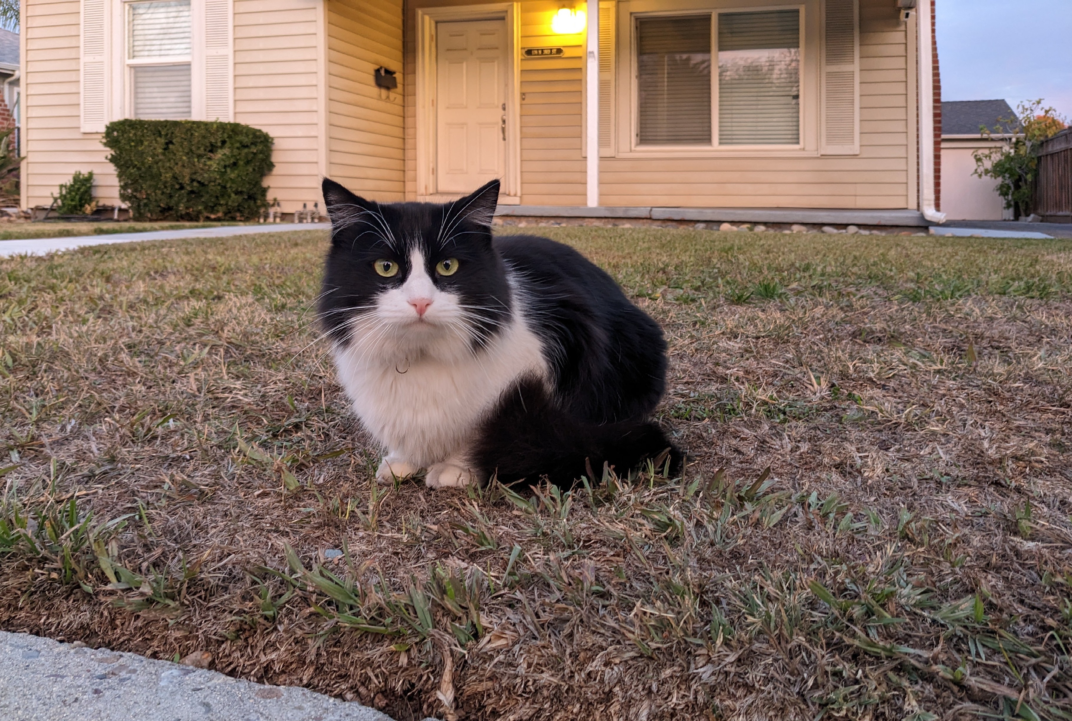 The Family Cat Who Came With the House (Image Credits: Wikimedia)