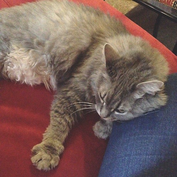 They Knead and Make Biscuits (Image Credits: Flickr)