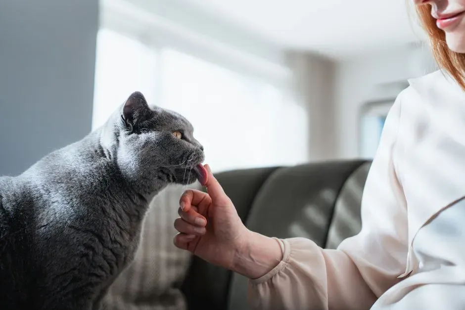 #7 - Grooming You Back (Image Credits: Pexels)