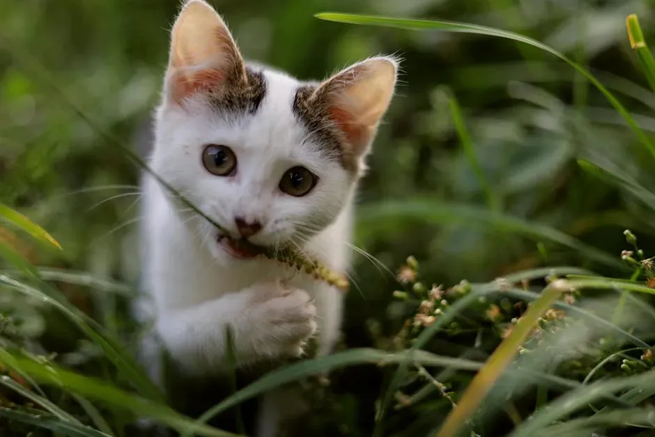 Kittens Are Born Hunters – Even Before They Know It (Image Credits: Pexels)