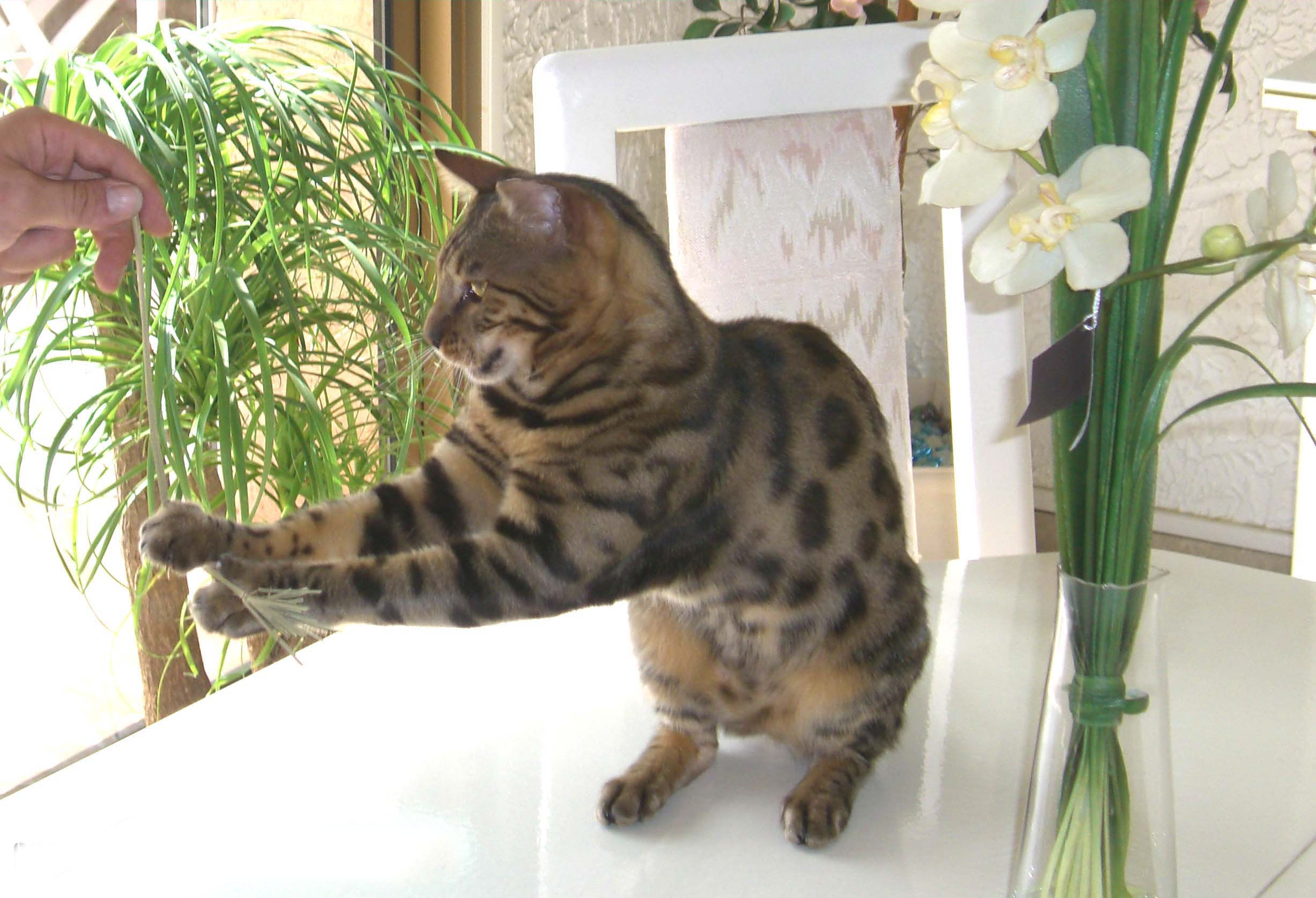 Mental Stimulation Demands (Image Credits: Wikimedia)