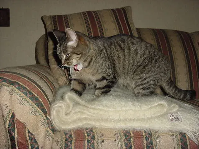 #13 - Kneading Blankets Before Settling In (I, Lawrence Wade, took this photo in August 2003., CC BY-SA 3.0)