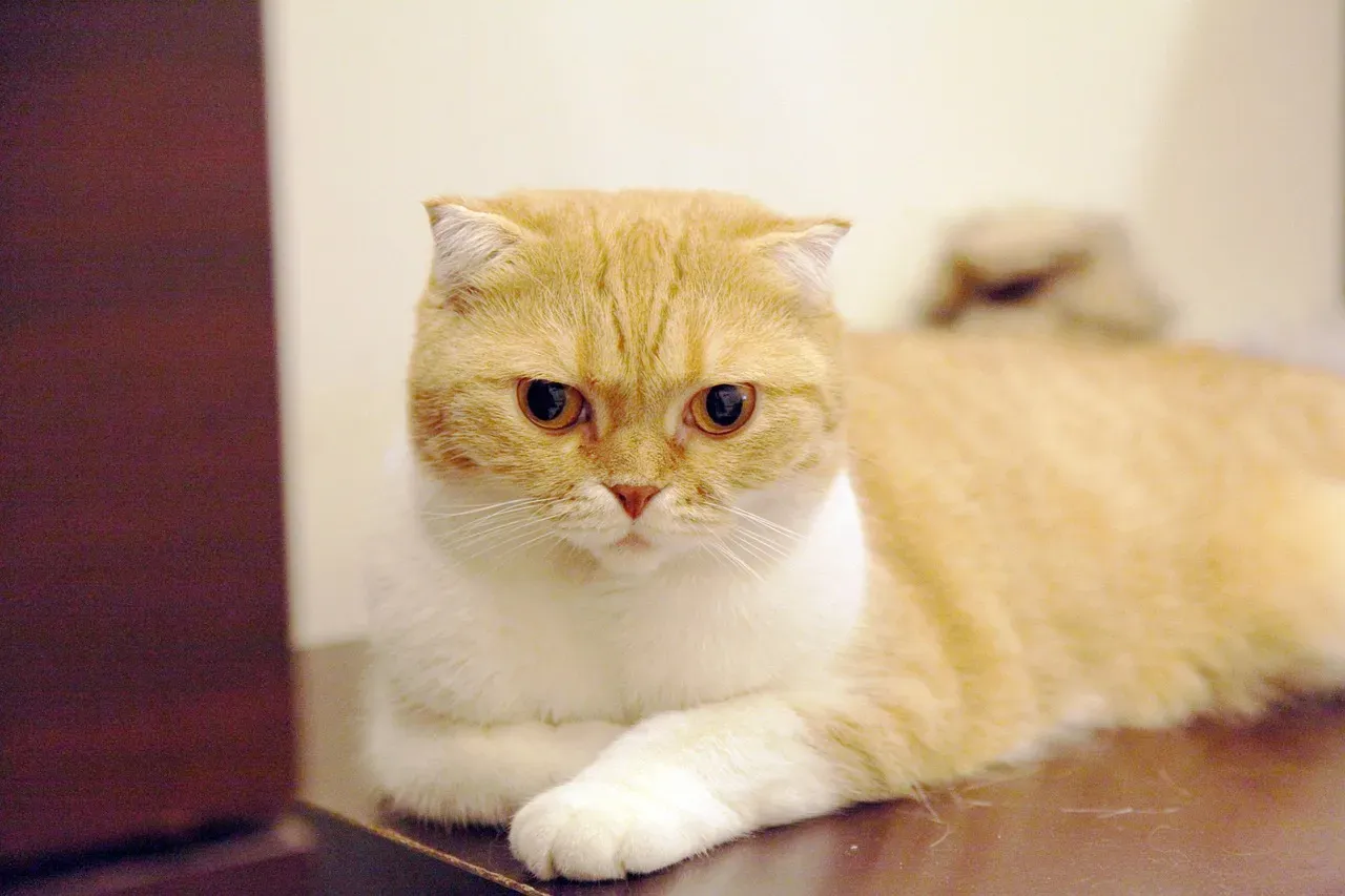 Scottish Fold: The Sweet-Natured Quick Learner (Image Credits: Pixabay)