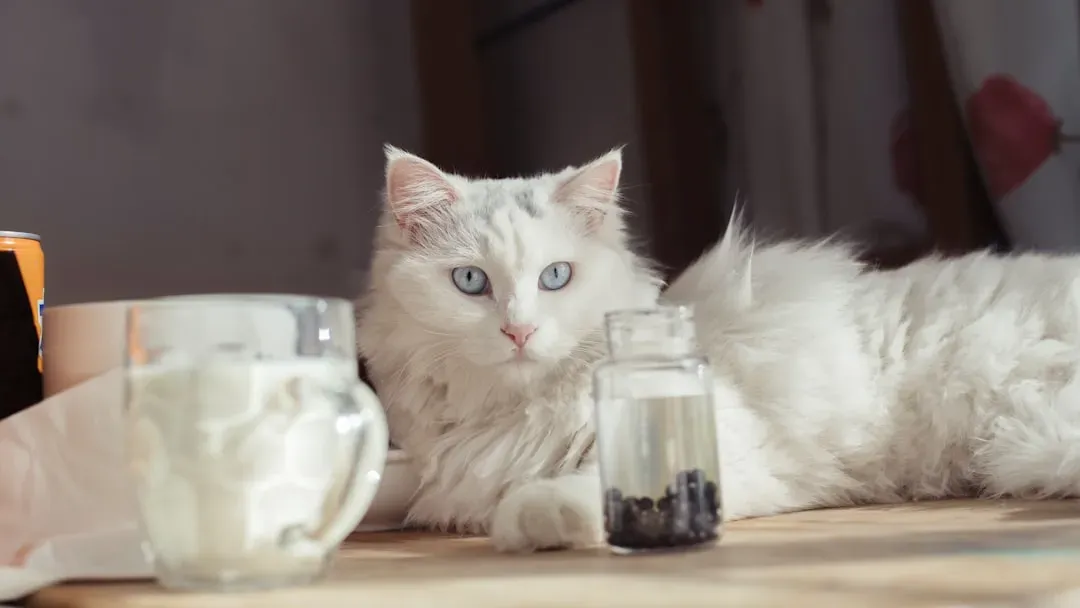 Milk Is the Perfect Treat for Cats (Image Credits: Unsplash)