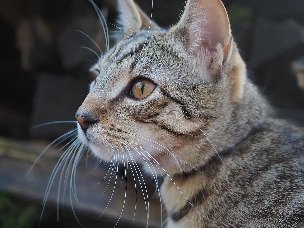 They're Integrated Into Your Daily Life in Ways You Don't Even Notice (Image Credits: Pixabay)