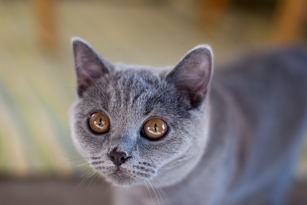 British Shorthair: The Plush Teddy Bear (Image Credits: Flickr)