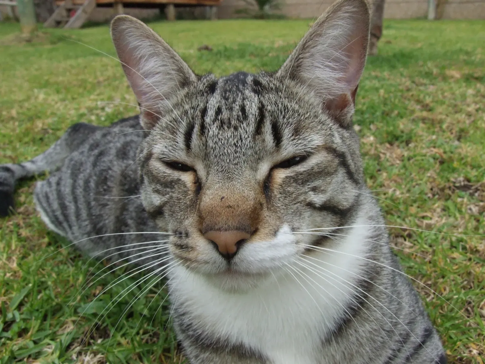 Final Thoughts (Spike the relaxed cat, CC BY-SA 2.0)
