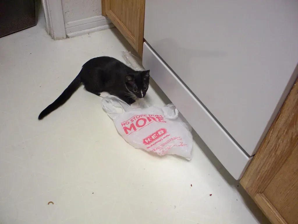 Rustling Plastic Bags and Crinkling Paper (Image Credits: Flickr)