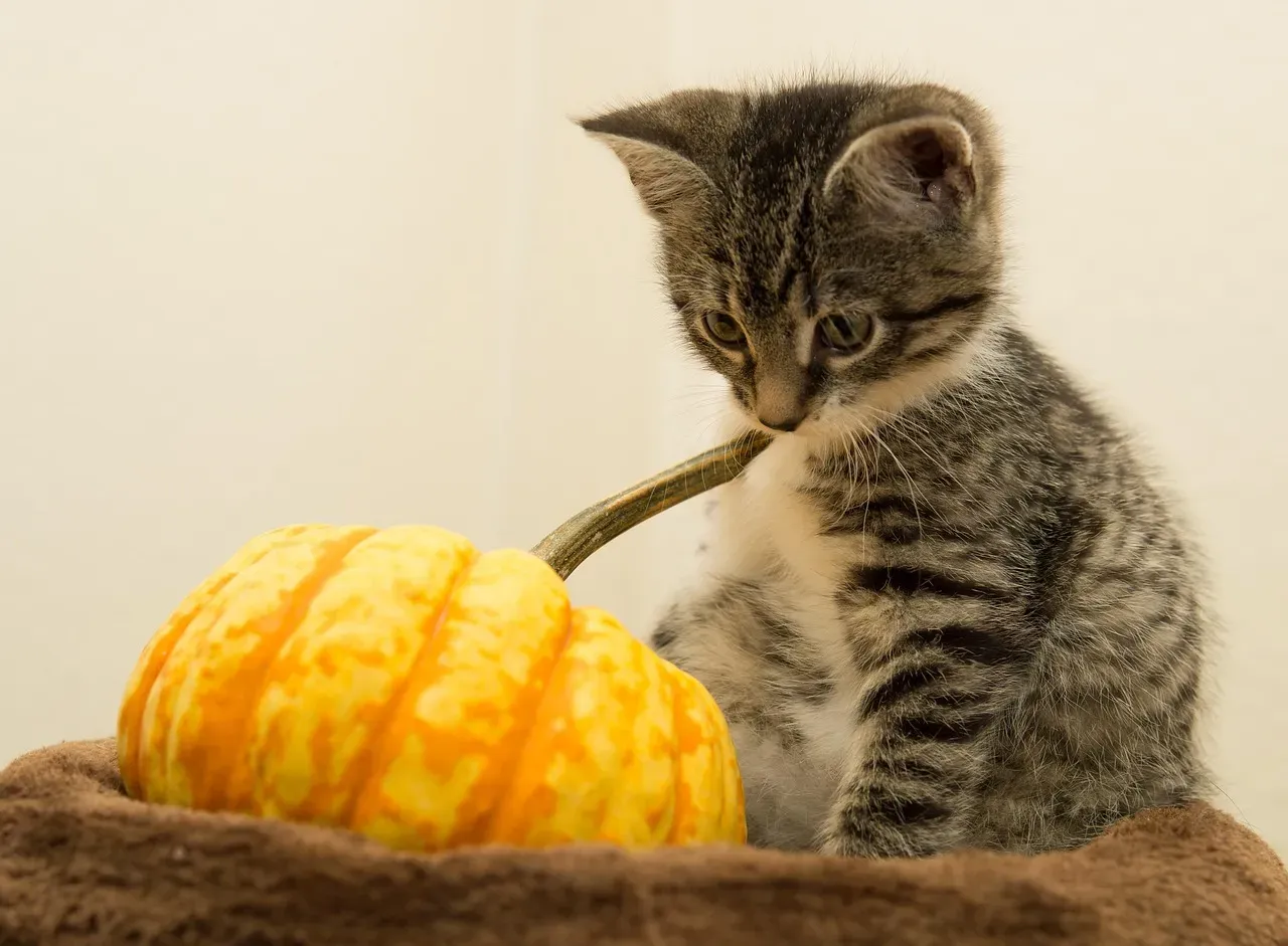 How Does Pumpkin Help With Digestive Issues? (Image Credits: Pixabay)