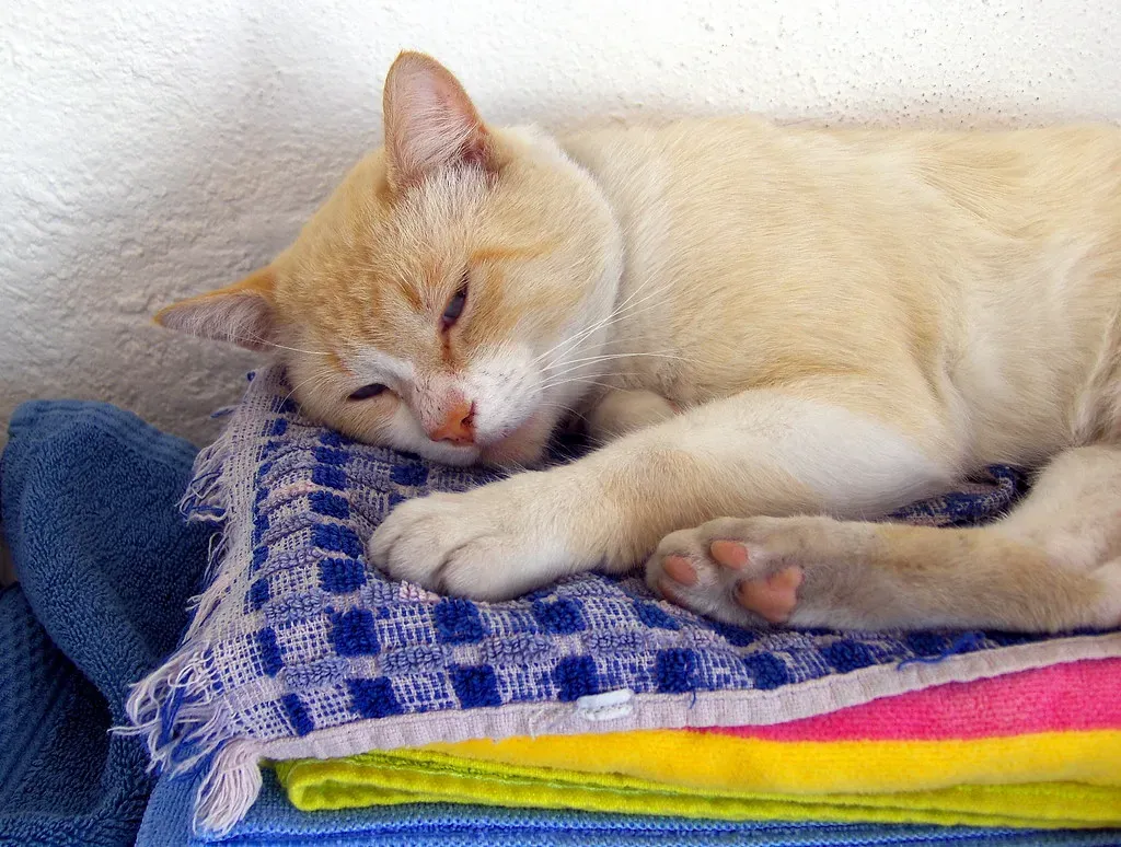 Conclusion (Carl Campbell, Flickr, CC BY-SA 2.0)