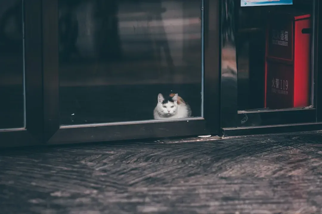 They Choose Solitude Over Socializing (Image Credits: Unsplash)