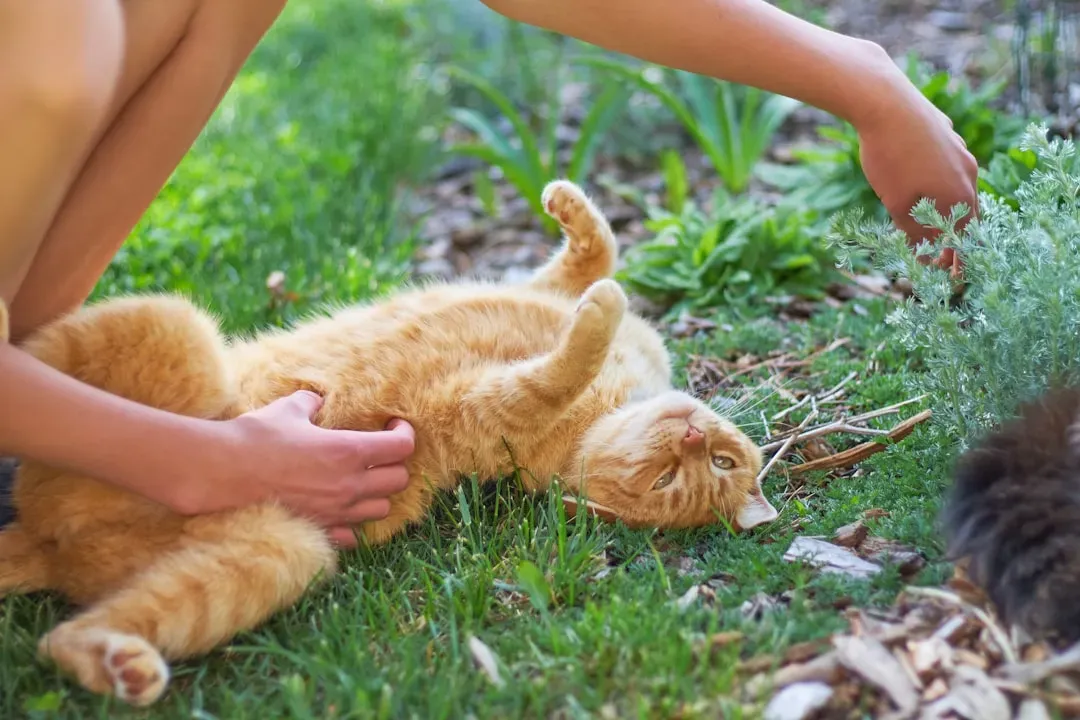 Showing You Their Belly (Image Credits: Unsplash)