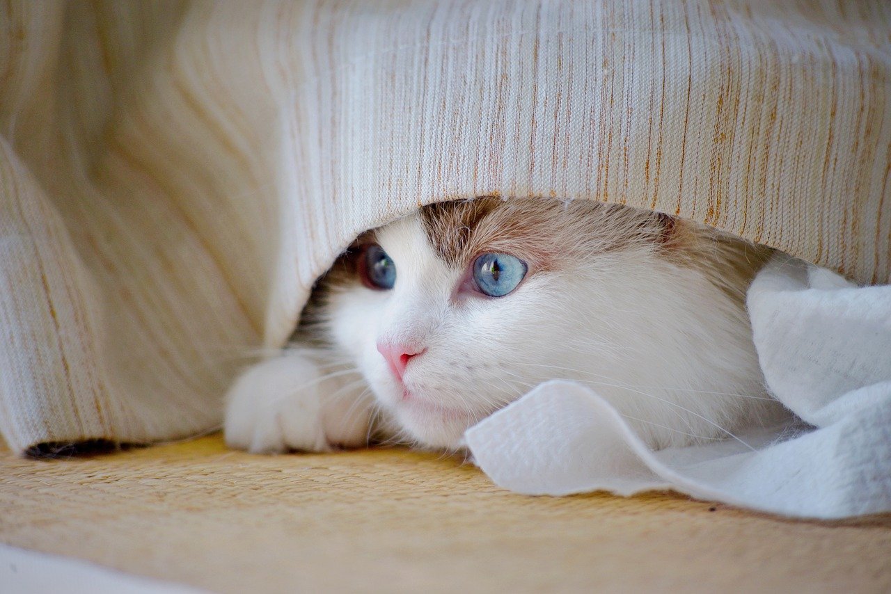 Hiding or Withdrawing When Upset (Image Credits: Pixabay)
