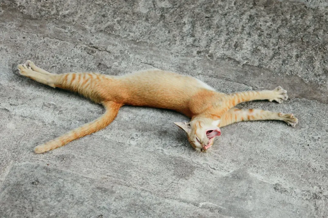 The Slow Swish: Focus Mode Activated (Image Credits: Unsplash)