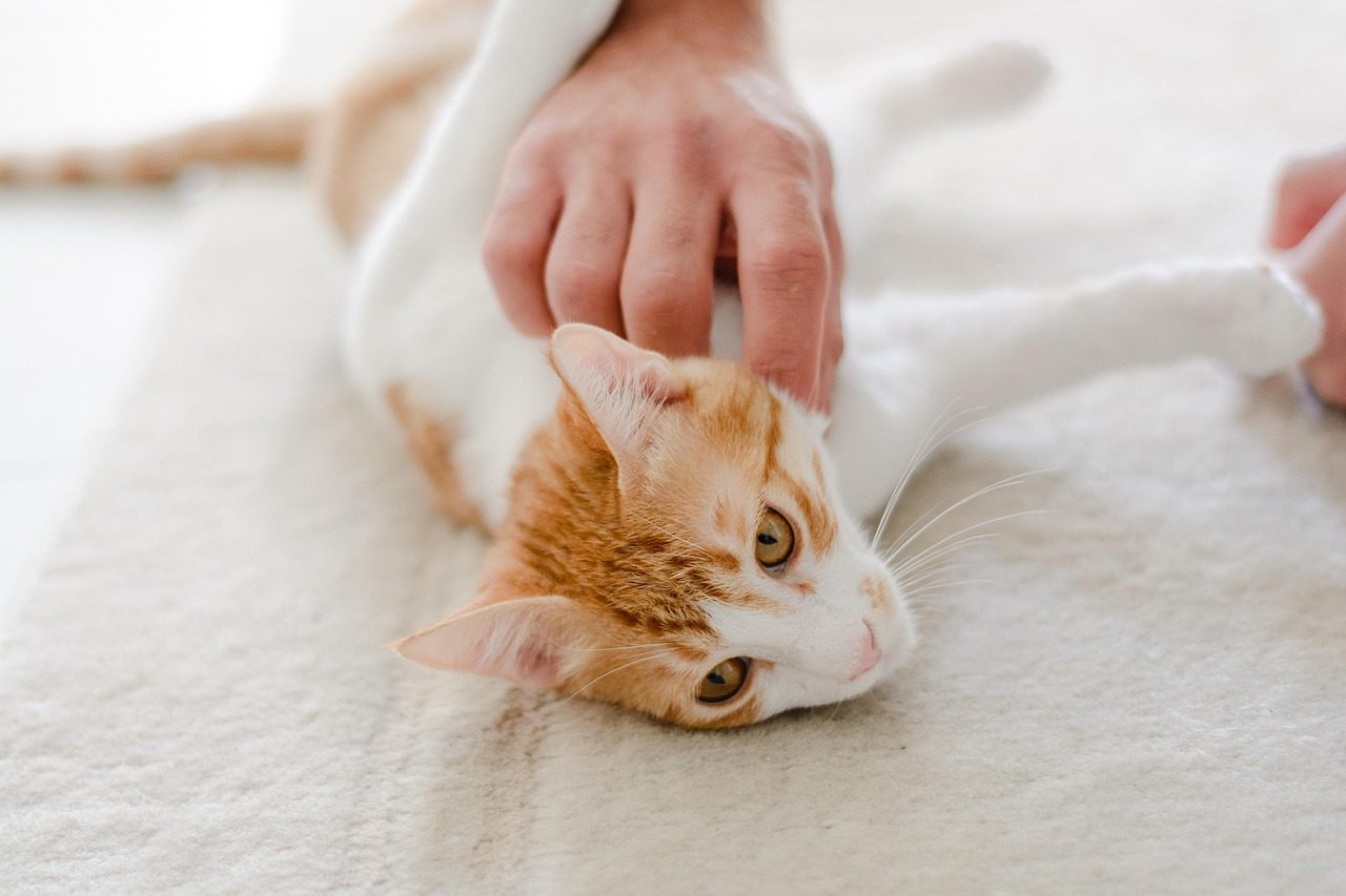 Petting Against the Grain of Their Fur (Image Credits: Pixabay)