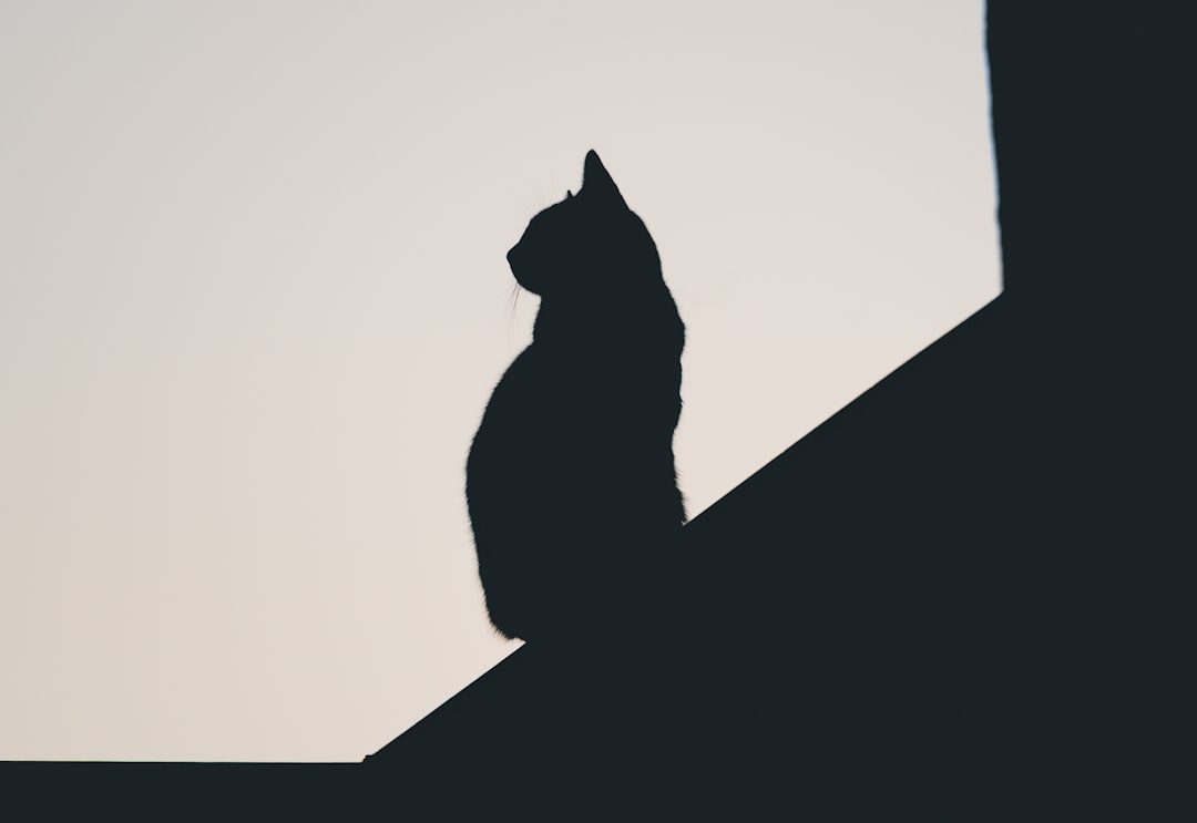 Real-Life Examples of Cats Saving Their Owners (Image Credits: Unsplash)