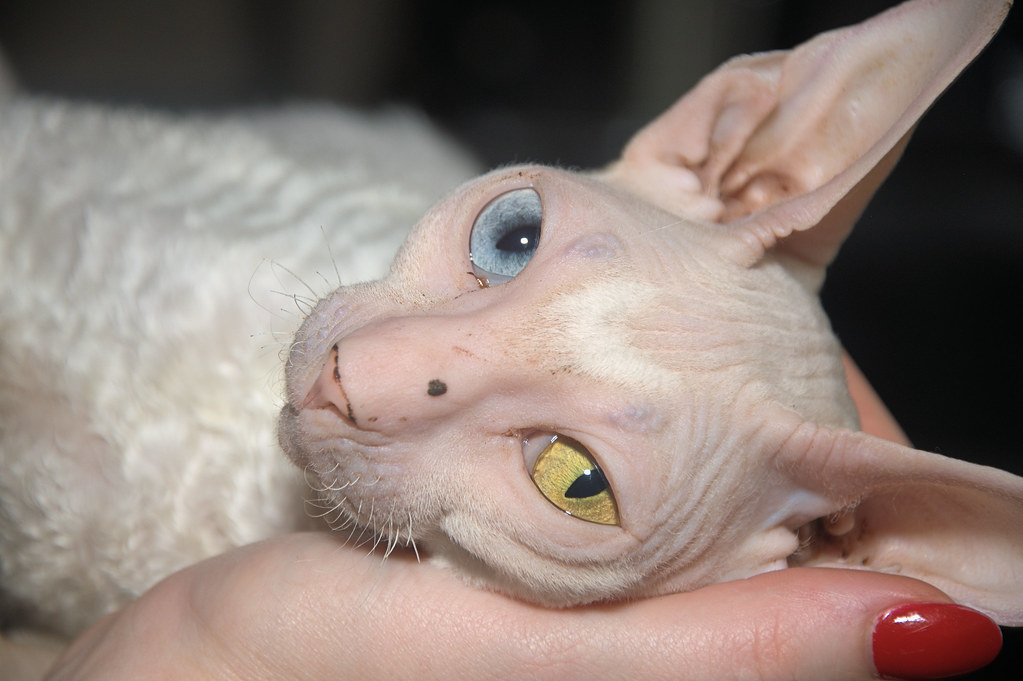 Sphynx: The Hyperactive Attention Seeker (Image Credits: Flickr)