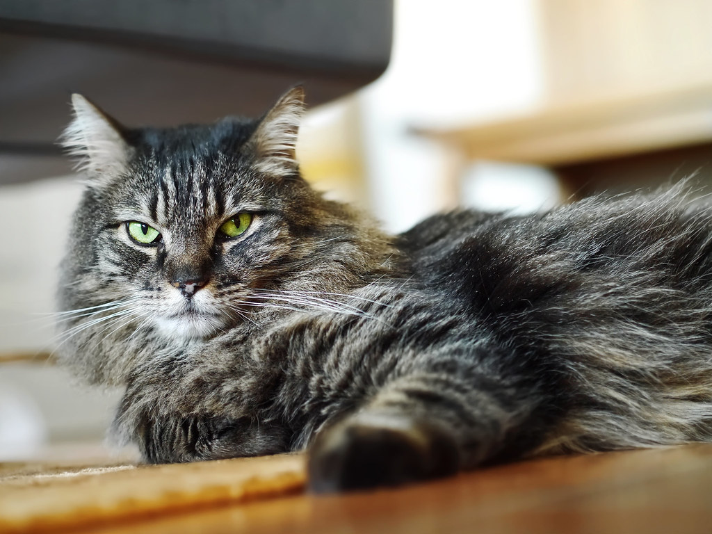 Individual Personality Differences in Response (Image Credits: Flickr)