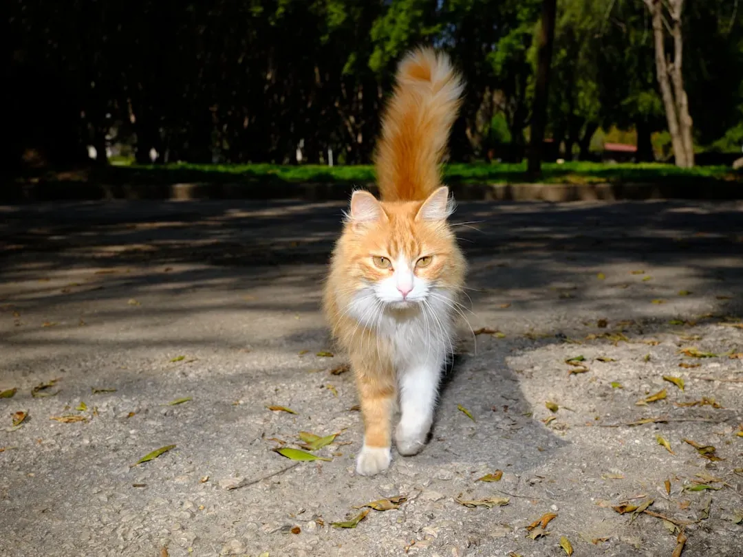 The Quivering Tail: Excitement, Joy, or a Territorial Warning (Image Credits: Unsplash)