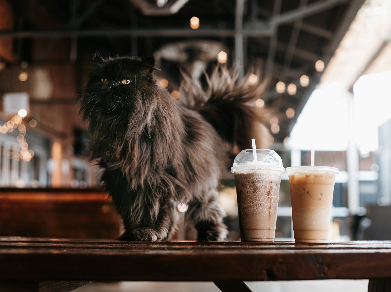 El Gato Coffeehouse & Cat Cottage - Houston's Heights Pioneer (Image Credits: Pixabay)