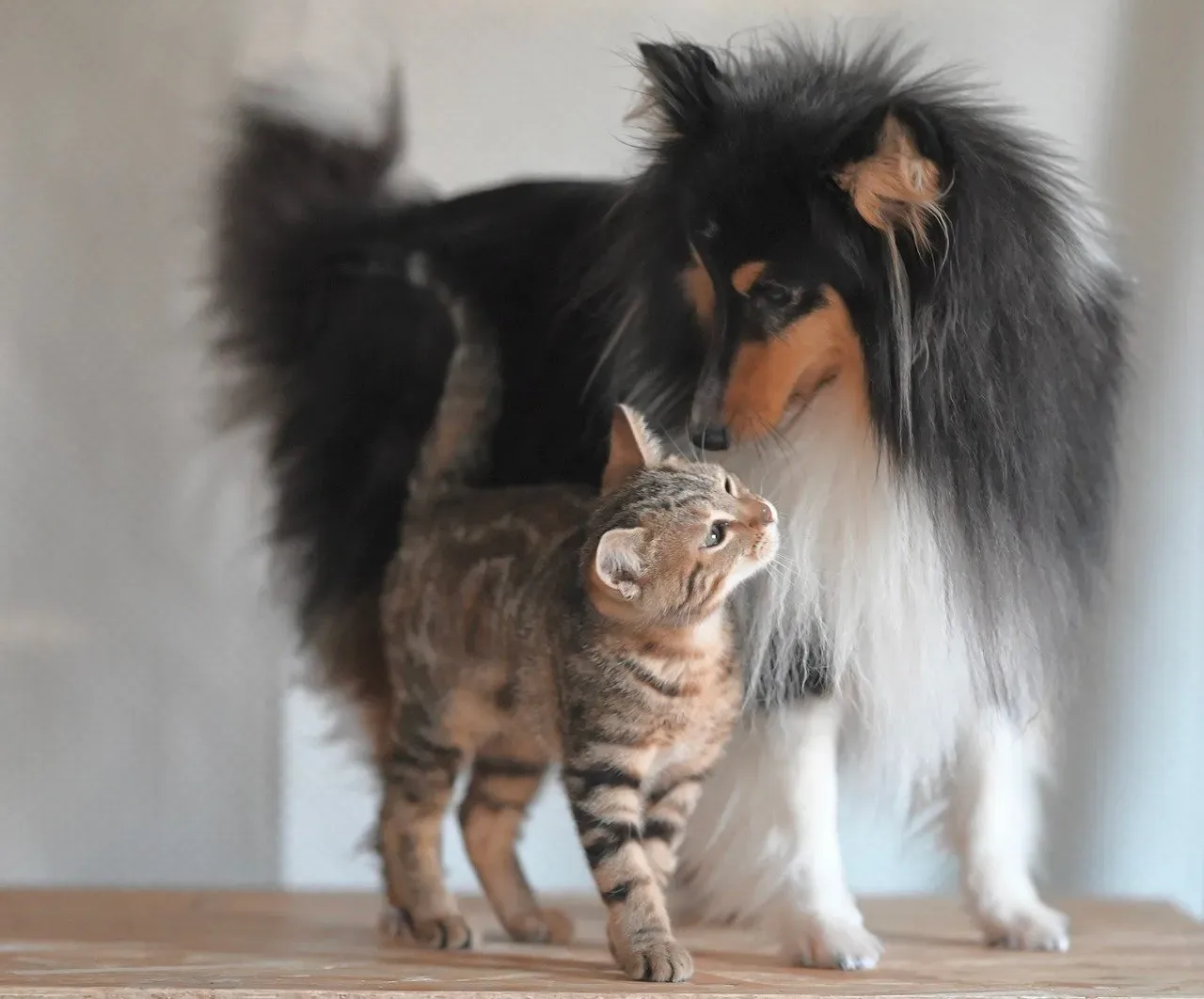 They Match Dogs in Social Intelligence Tests (Image Credits: Pixabay)