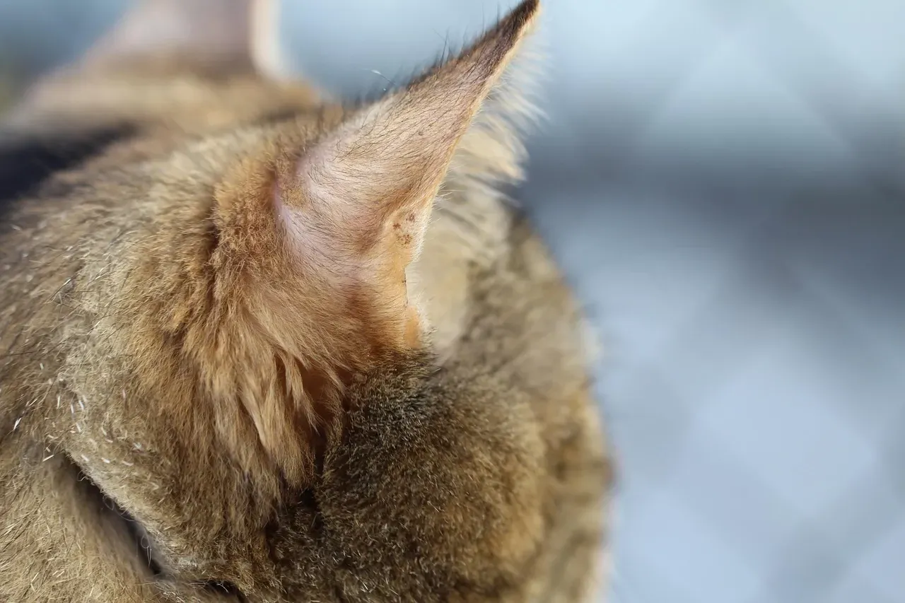 Supercharged Hearing: Your Cat’s Built-In Ultrasonic Radar (Image Credits: Pixabay)