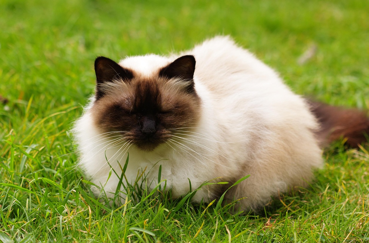 Himalayan Cats (Image Credits: Pixabay)