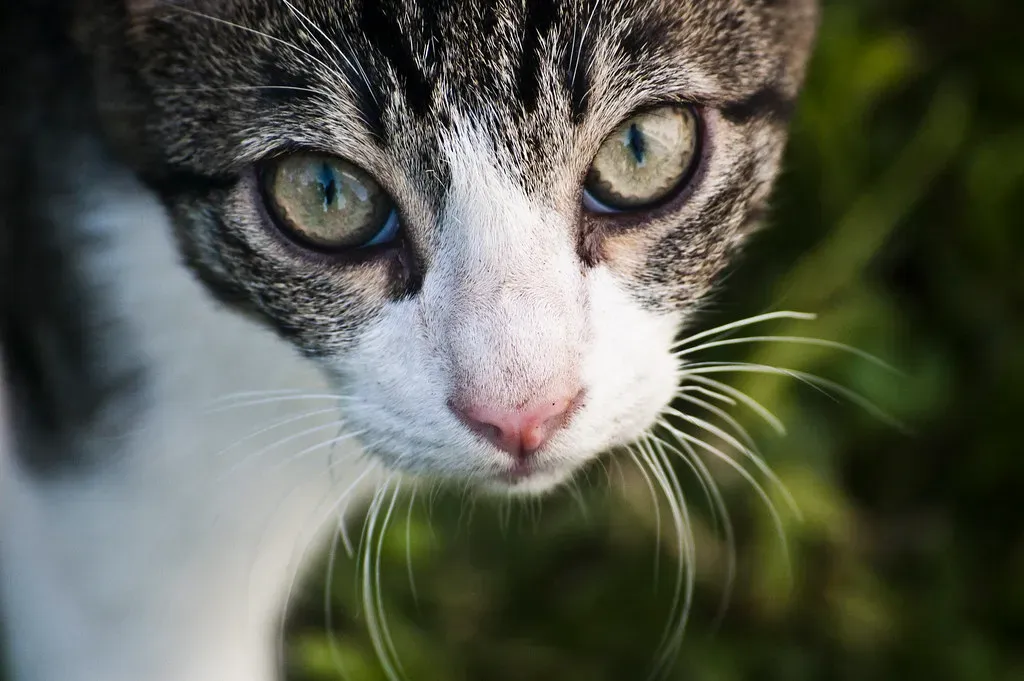 Rule 1: Never Break the Stare First - Actually, Never Stare at All (Avishai F, Flickr, CC BY 2.0)