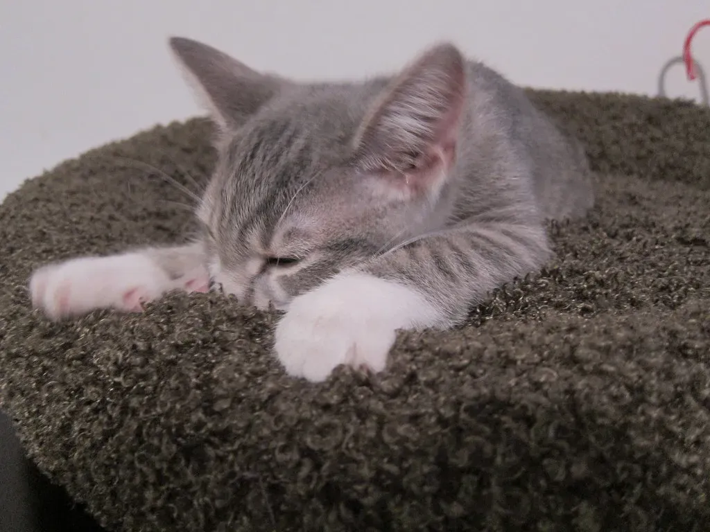 Kneading Your Lap Is a Throwback to Kittenhood Comfort (Image Credits: Flickr)