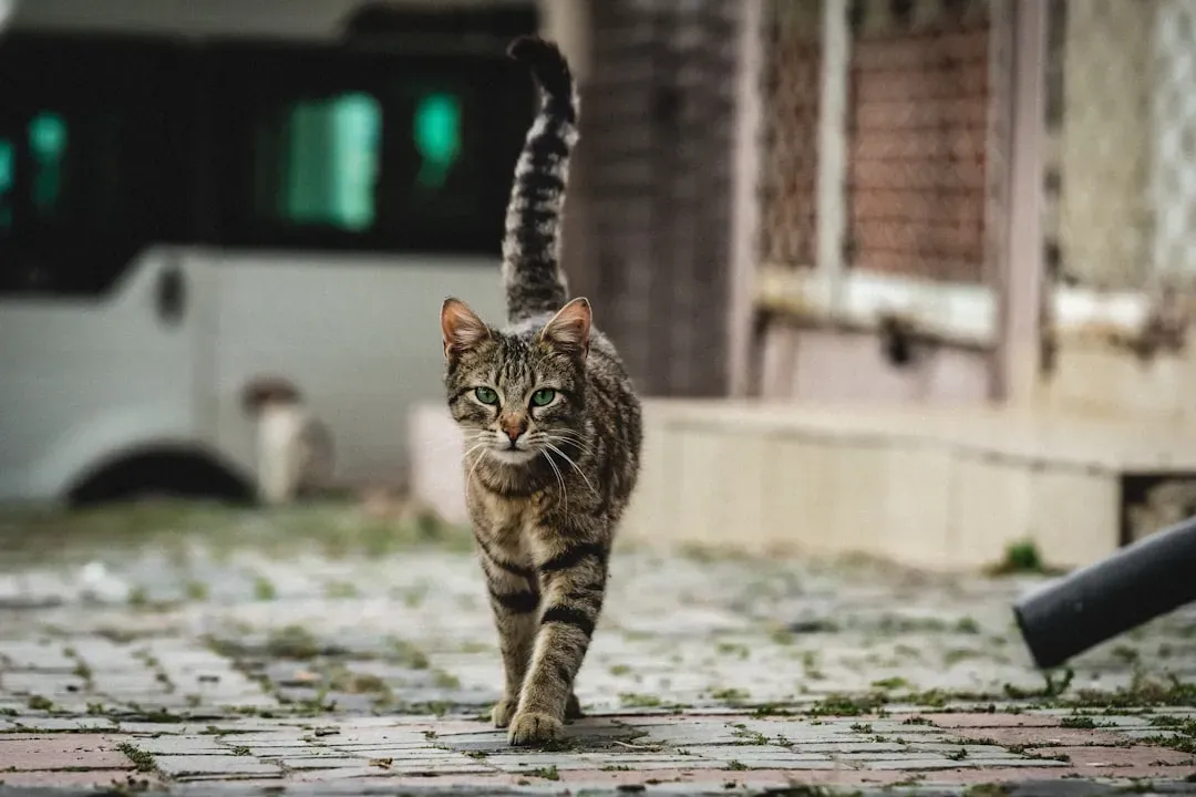 #7 - The Vertical Tail Quiver (Image Credits: Unsplash)