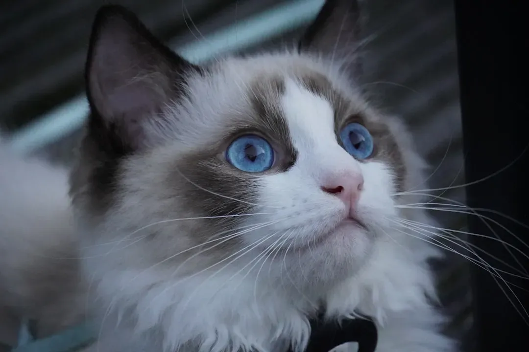#4 - Those Blue Eyes Aren't Just a Preference, They're a Rule (Image Credits: Unsplash)