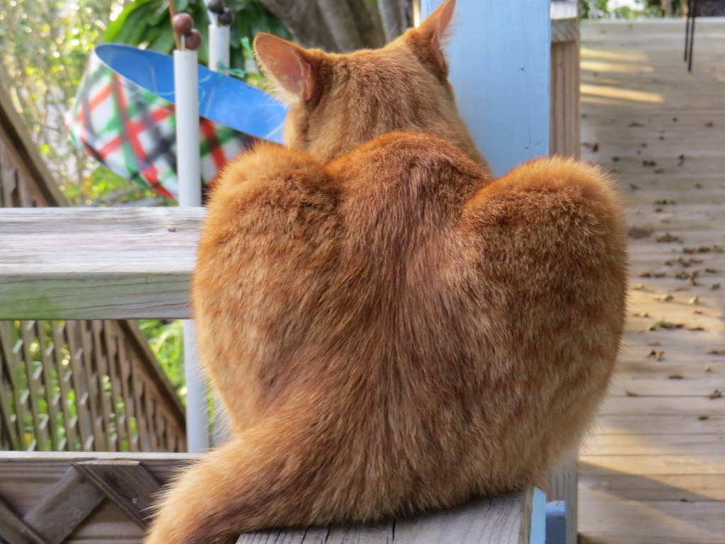 The Feline Greeting: Presenting Their Rear End (Image Credits: Flickr)