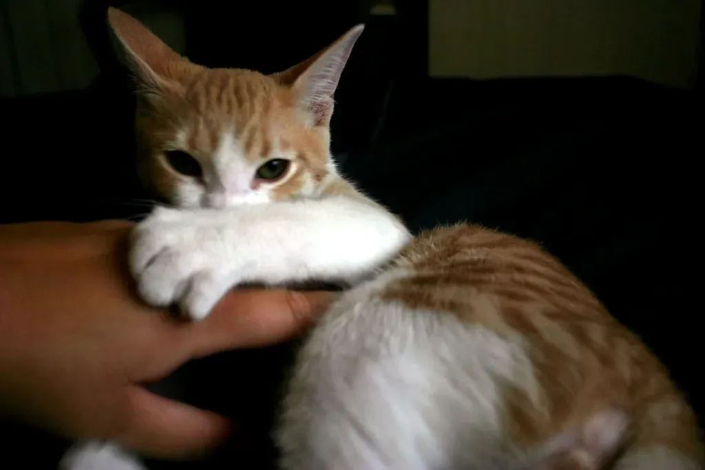 Sometimes That Swat Is a Polite Request to Stop What You're Doing (Mel B., Flickr, CC BY 2.0)