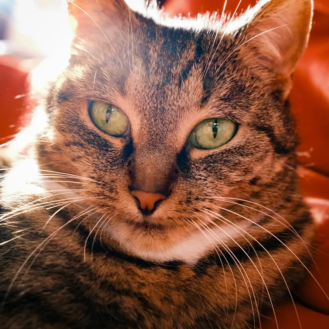 6. Your Cat's Corneas and Pupils Are Physically Larger Than Yours (Image Credits: Unsplash)