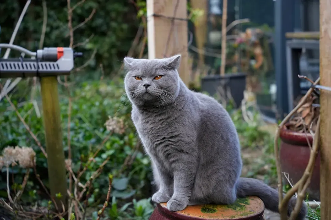 #3 - The Slow, Deliberate Patrol of Their Territory (Image Credits: Unsplash)