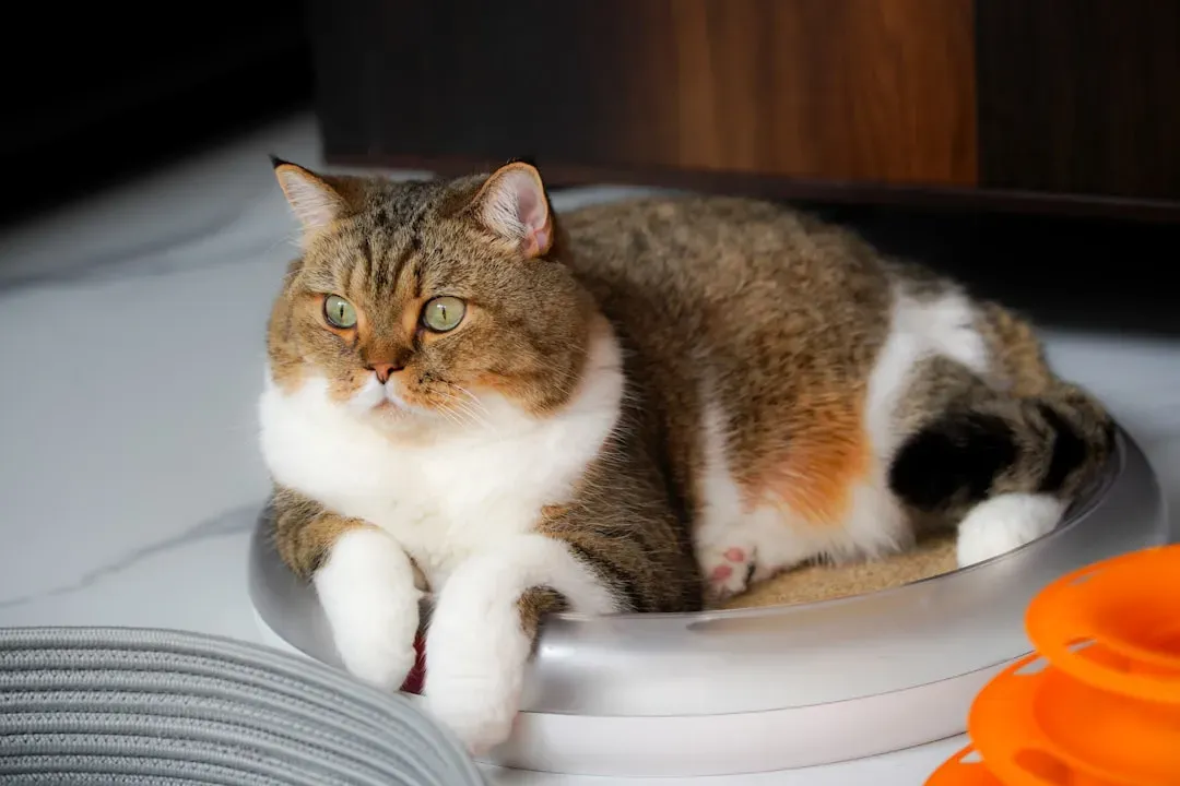 All Indoor Cats Are Overweight Because They're Lazy (Image Credits: Unsplash)