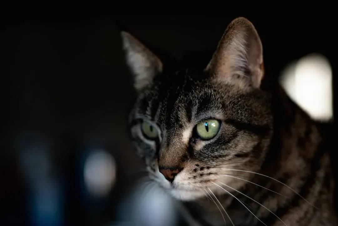 The Gray Bridge That Made Color Possible (Image Credits: Unsplash)