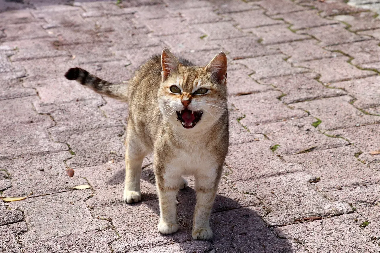 The Silent Meow: When Your Cat Opens Its Mouth But Nothing Comes Out (Image Credits: Pixabay)