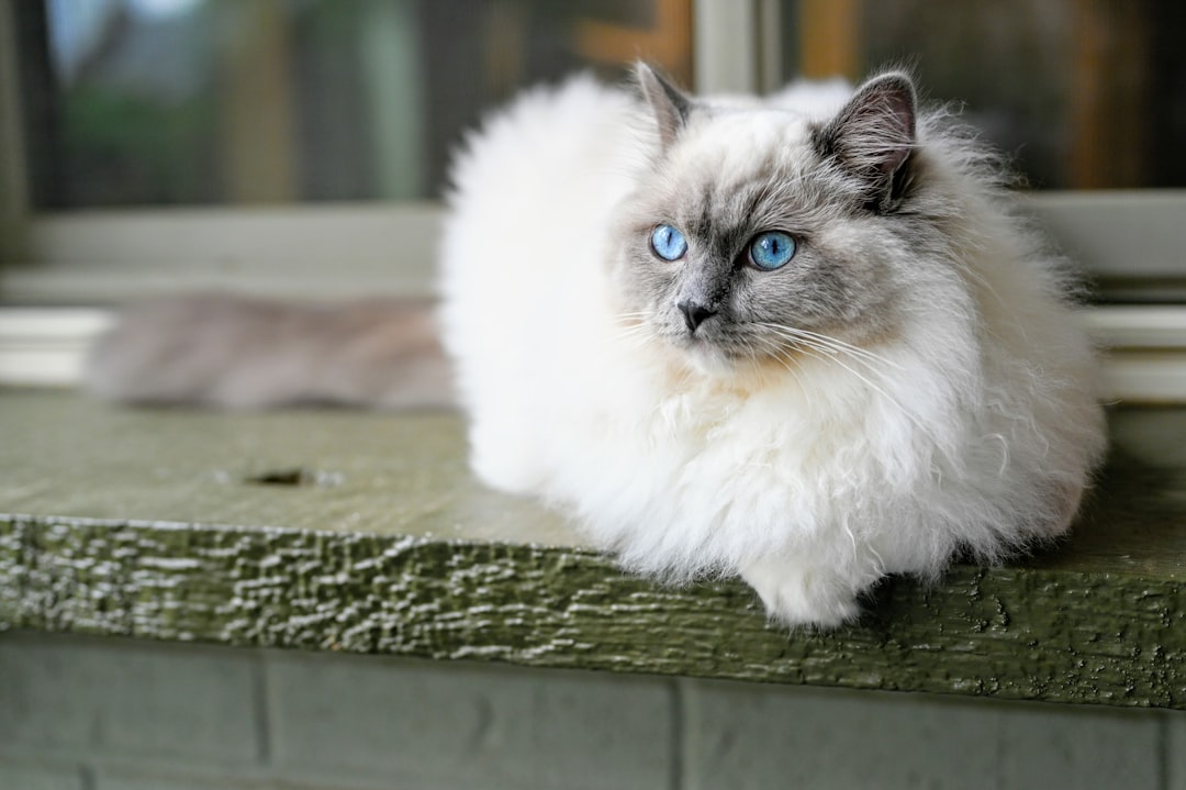 Ragdoll: The Velcro Cats Who Follow Your Every Move (Image Credits: Unsplash)