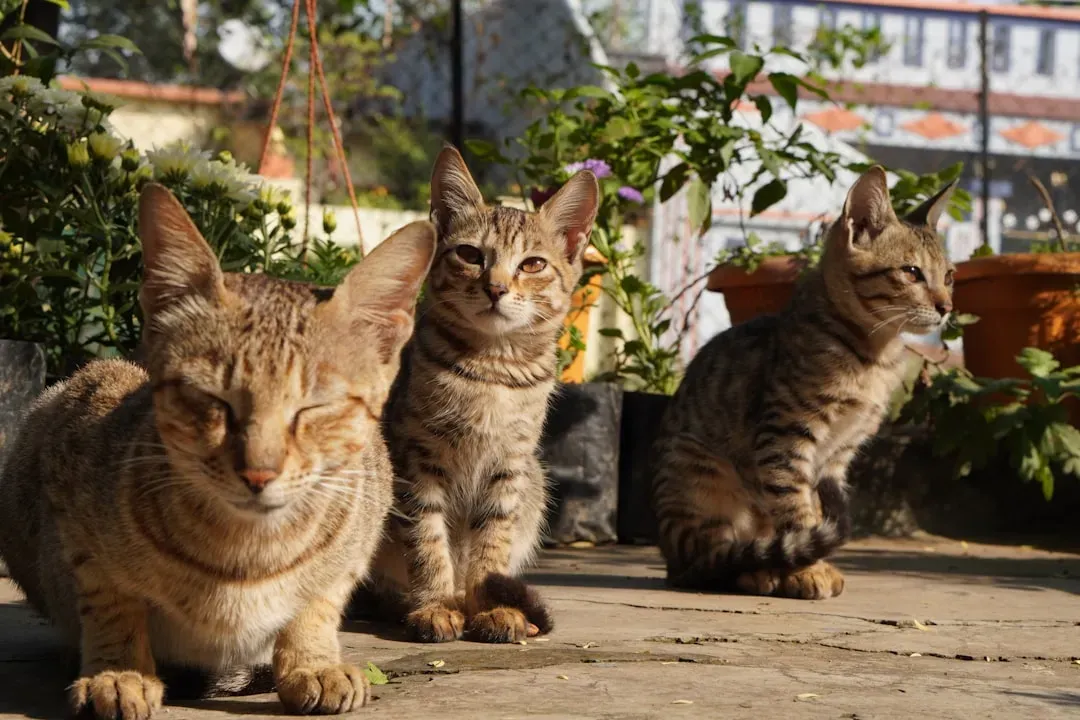 Final Thoughts on Multi-Cat Living (Image Credits: Unsplash)