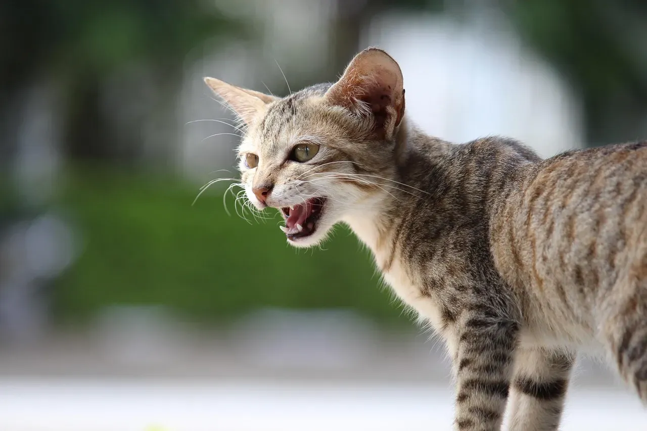 The High-Pitched Mew: A Kitten's Cry (Image Credits: Pixabay)