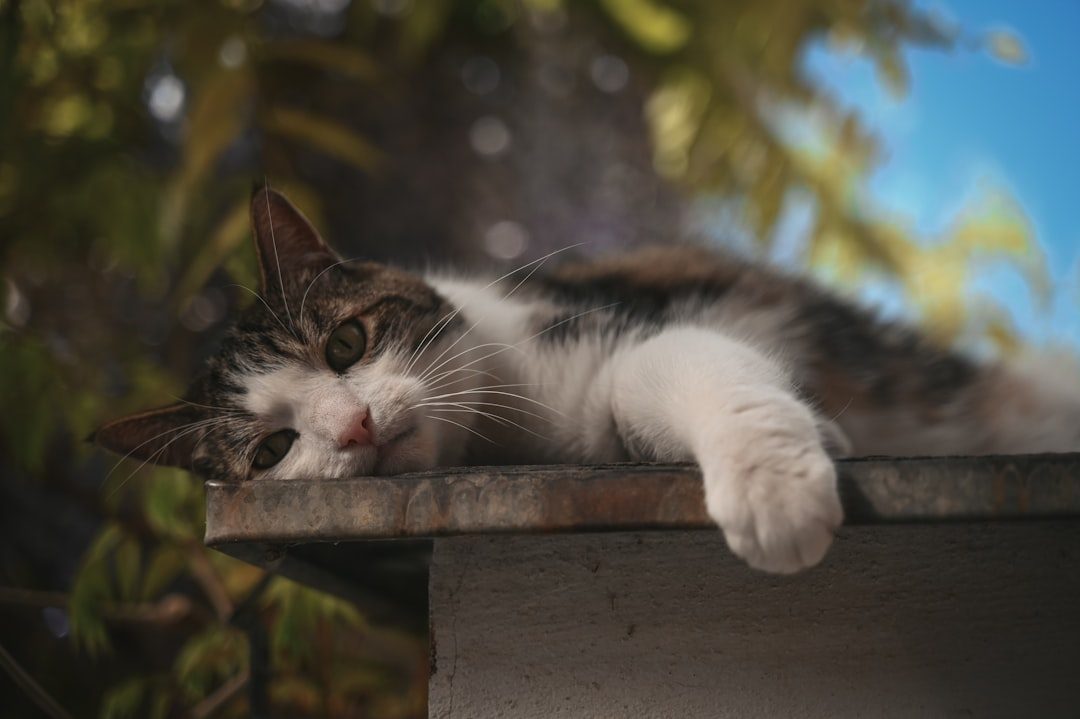 Processing and Daydreaming (Image Credits: Unsplash)