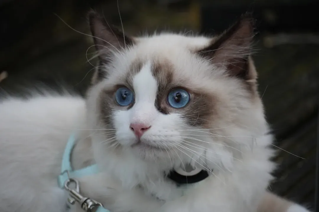 Gorgeous Looks That Turn Heads (Image Credits: Unsplash)