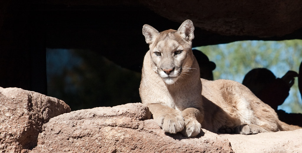 Phoenix, Arizona: Desert Predators in Suburbia (Image Credits: Flickr)